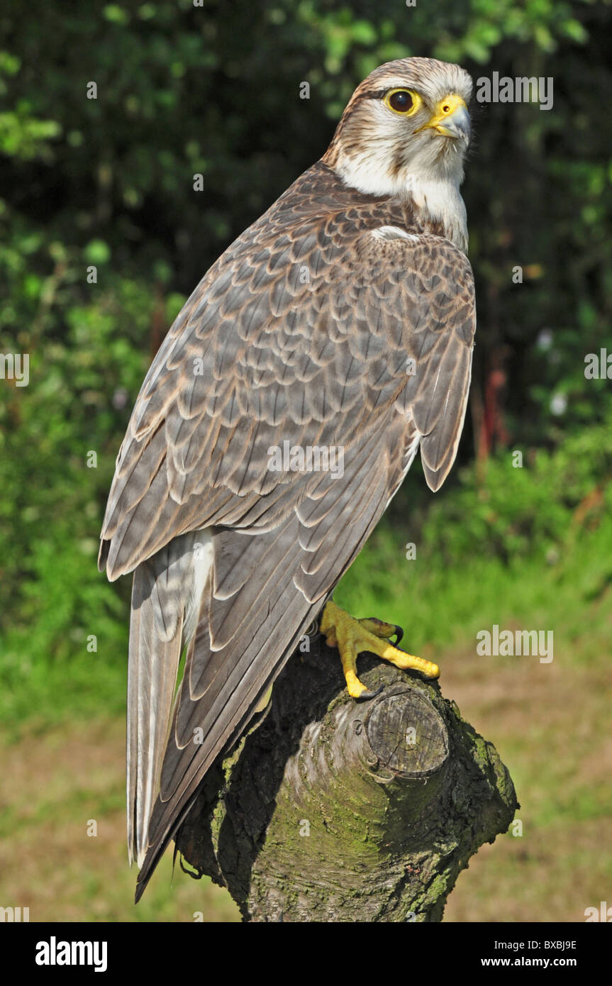 Lanner Sakerfalken Kreuz, Falco Cherrug, Falco Biarmicus, volles Bild von Vogel, Raubvogel Stockfoto