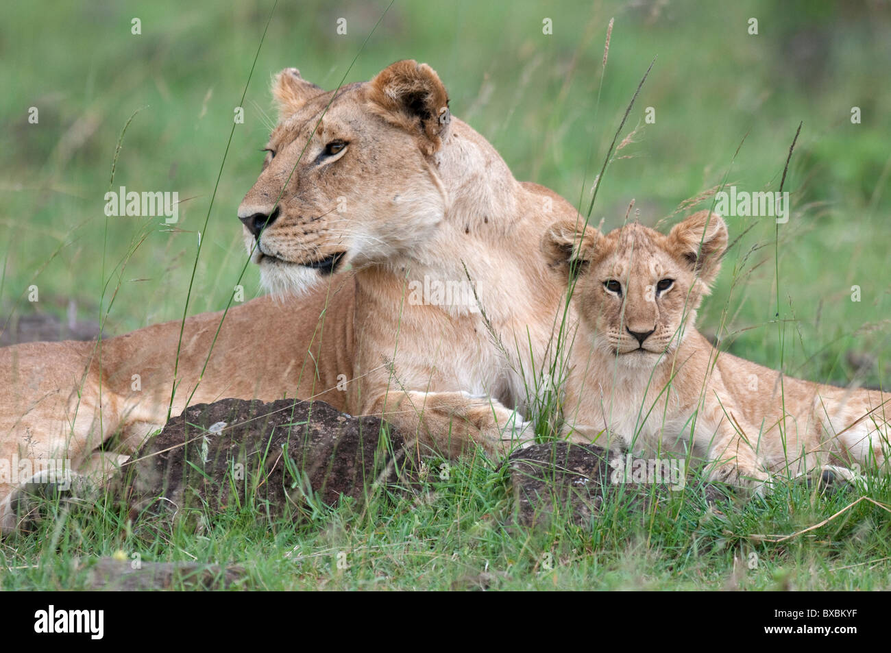 Afrikanische Löwin und Jungen Stockfoto