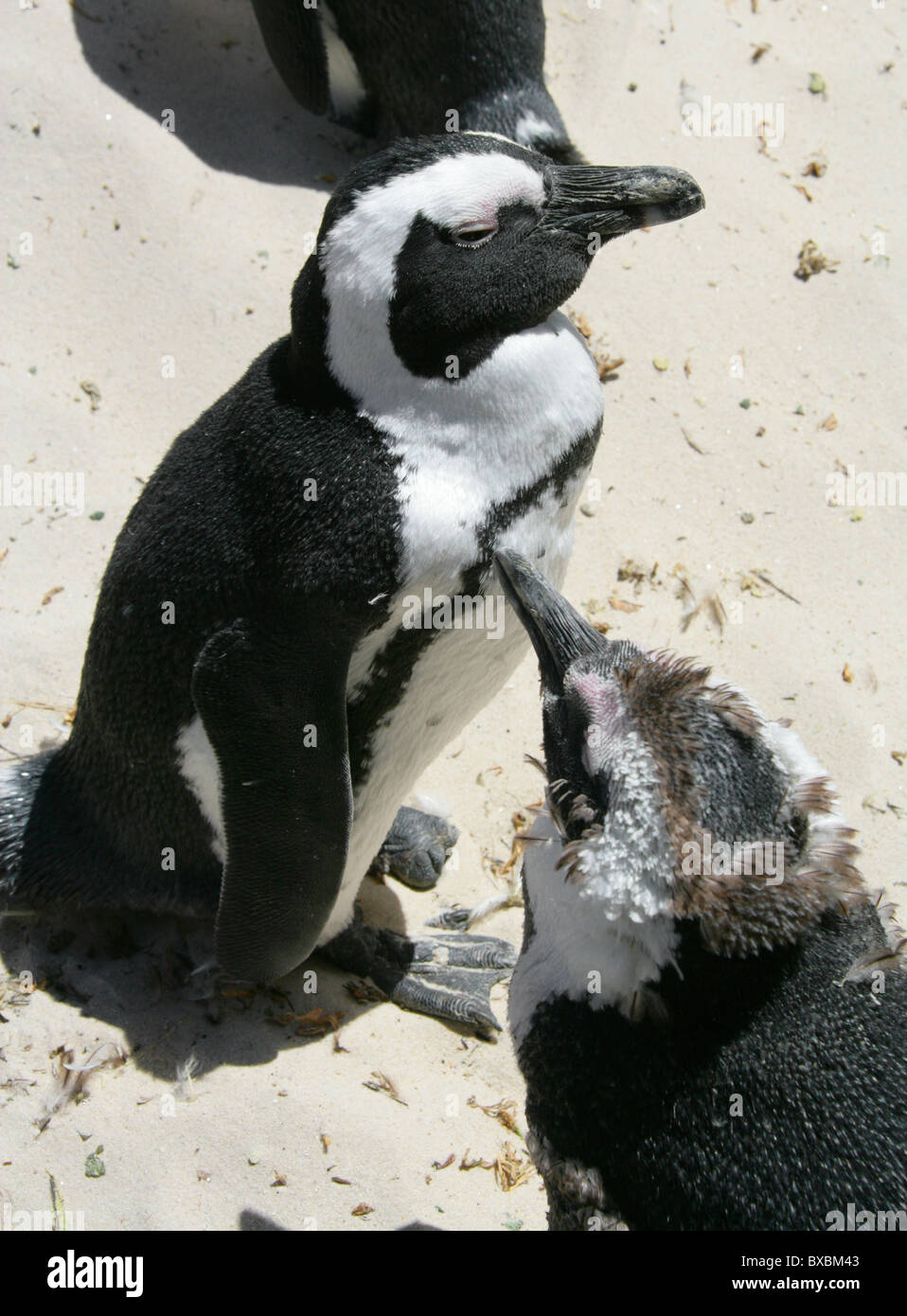 Afrikanisch, Black-footed oder Jackass Pinguine, Spheniscus Demersus, Spheniscidae. Felsbrocken Bay, Kap Halbinsel, Kap-Provinz. Stockfoto