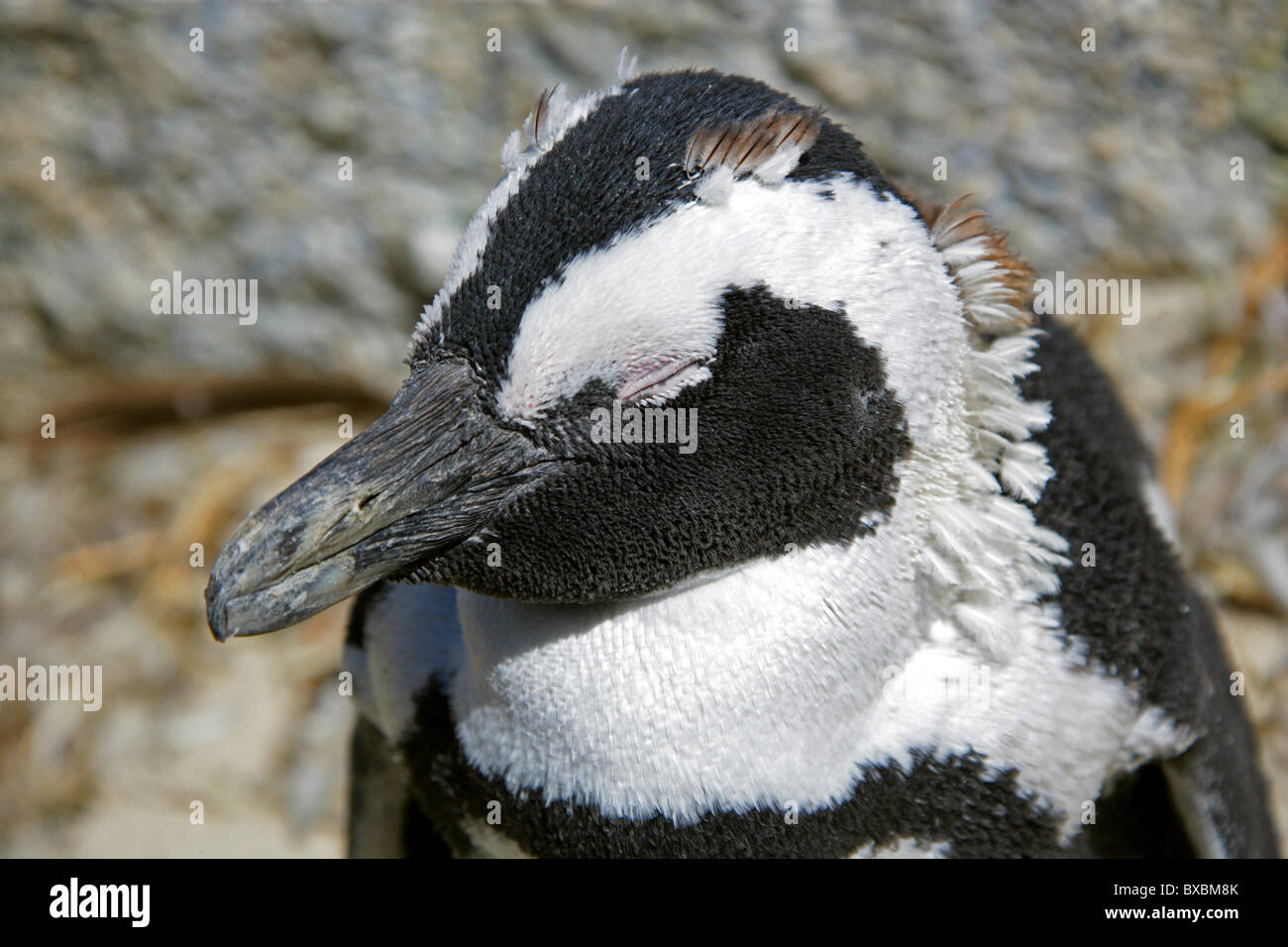 Afrikanisch, Black-footed oder Jackass Penguin, Spheniscus Demersus, Spheniscidae. Felsbrocken Bay, Kap Halbinsel, Kap-Provinz. Stockfoto