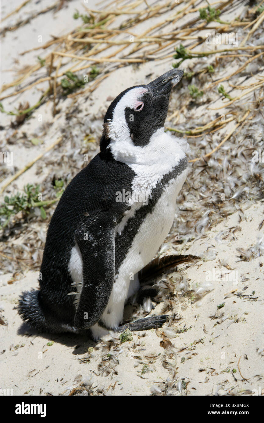 Afrikanisch, Black-footed oder Jackass Penguin, Spheniscus Demersus, Spheniscidae. Felsbrocken Bay, Kap Halbinsel, Kap-Provinz. Stockfoto