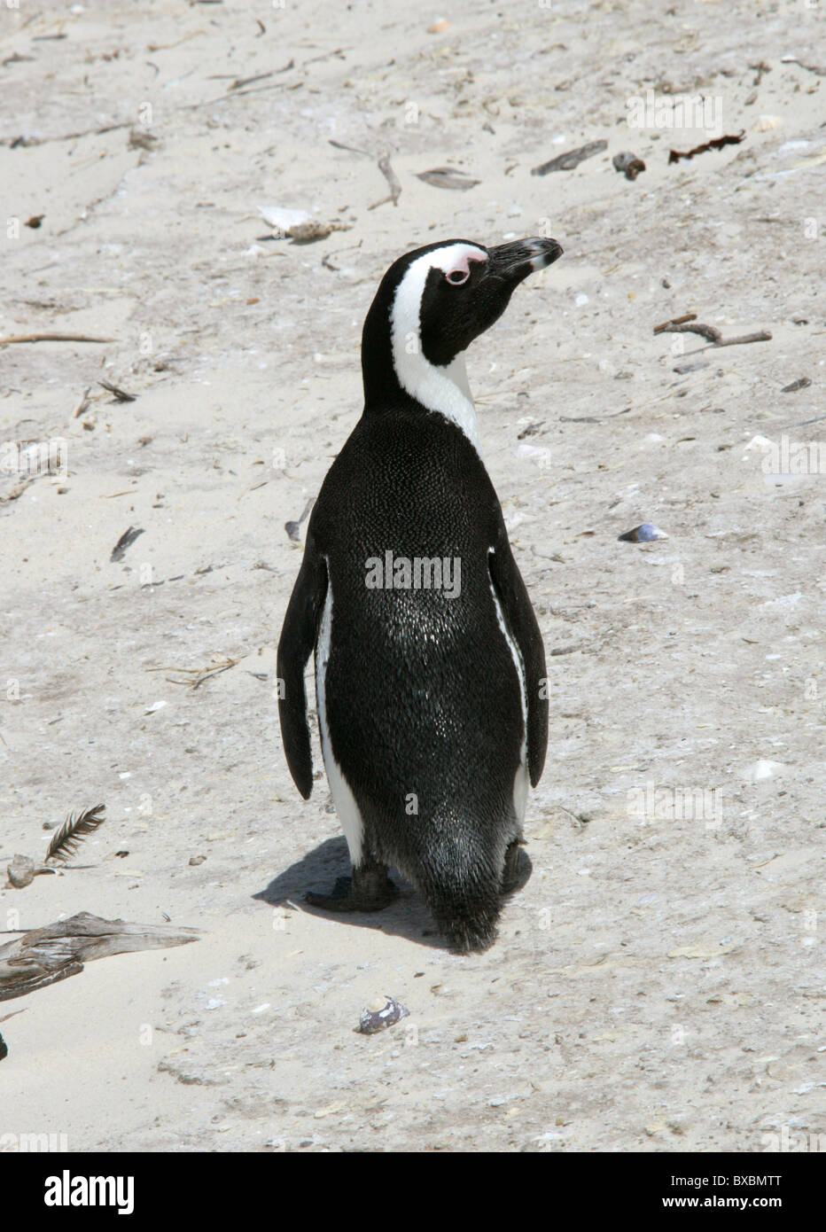 Afrikanisch, Black-footed oder Jackass Penguin, Spheniscus Demersus, Spheniscidae. Felsbrocken Bay, Kap Halbinsel, Kap-Provinz. Stockfoto