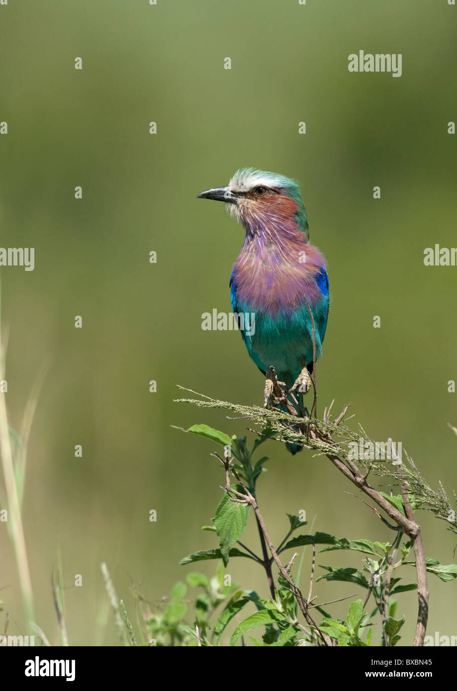 Lilac-breasted Roller Stockfoto