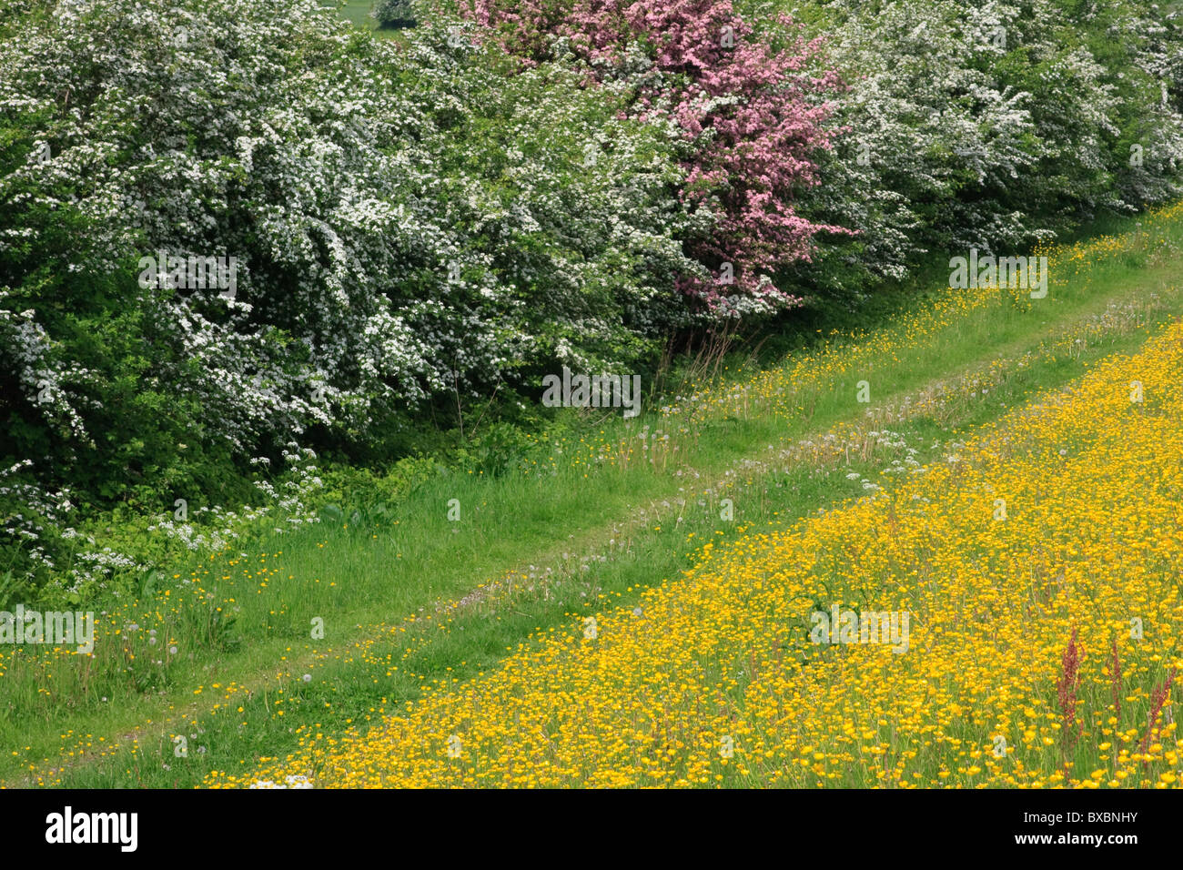 Weiß-rosa blühende Weißdorn und gelb blühenden Butterblumen auf dem Deich an der IJssel in den Niederlanden Stockfoto