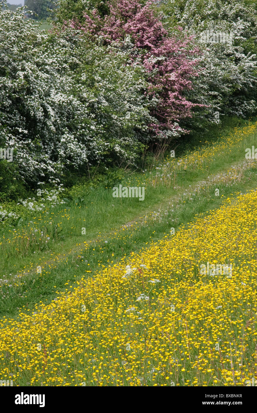 Weiß-rosa blühende Weißdorn und gelb blühenden Butterblumen auf dem Deich an der IJssel in den Niederlanden Stockfoto