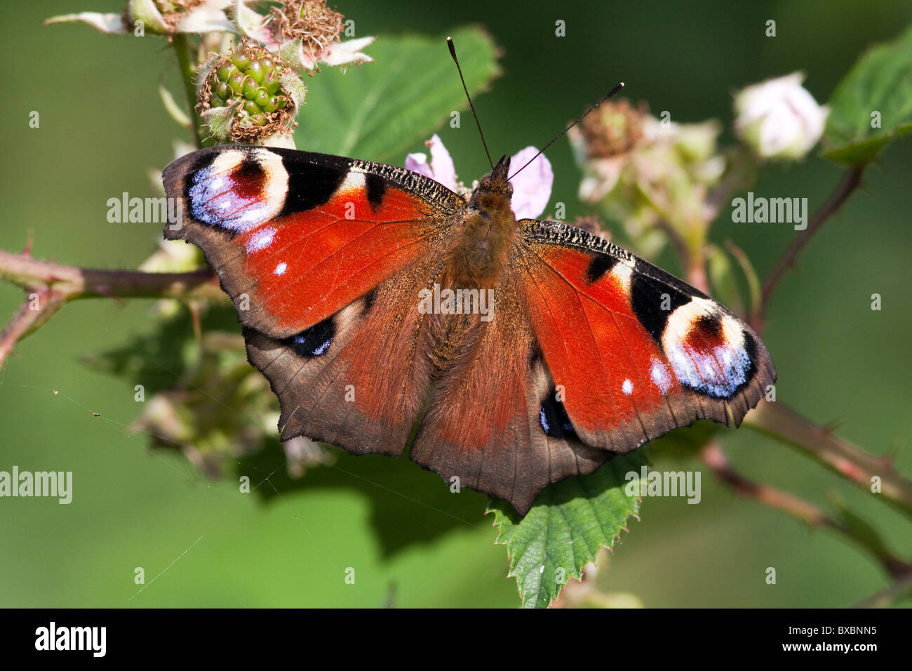 Eine europäische Pfau (oder das Tagpfauenauge, Inachis Io) auf Blackberry Stockfoto