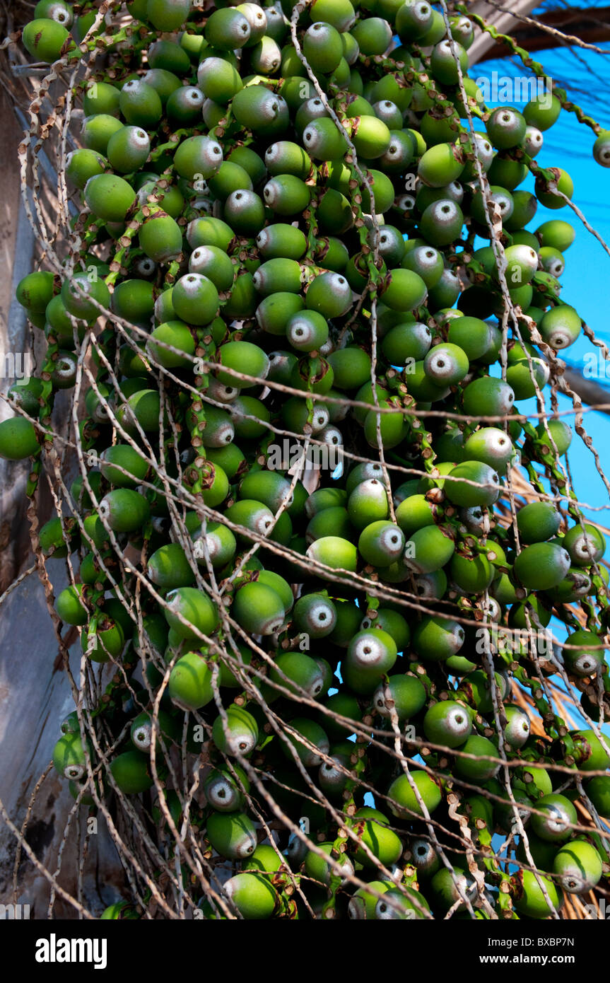 Asien, China, Hong Kong, Palm Nuts Samen Stockfoto