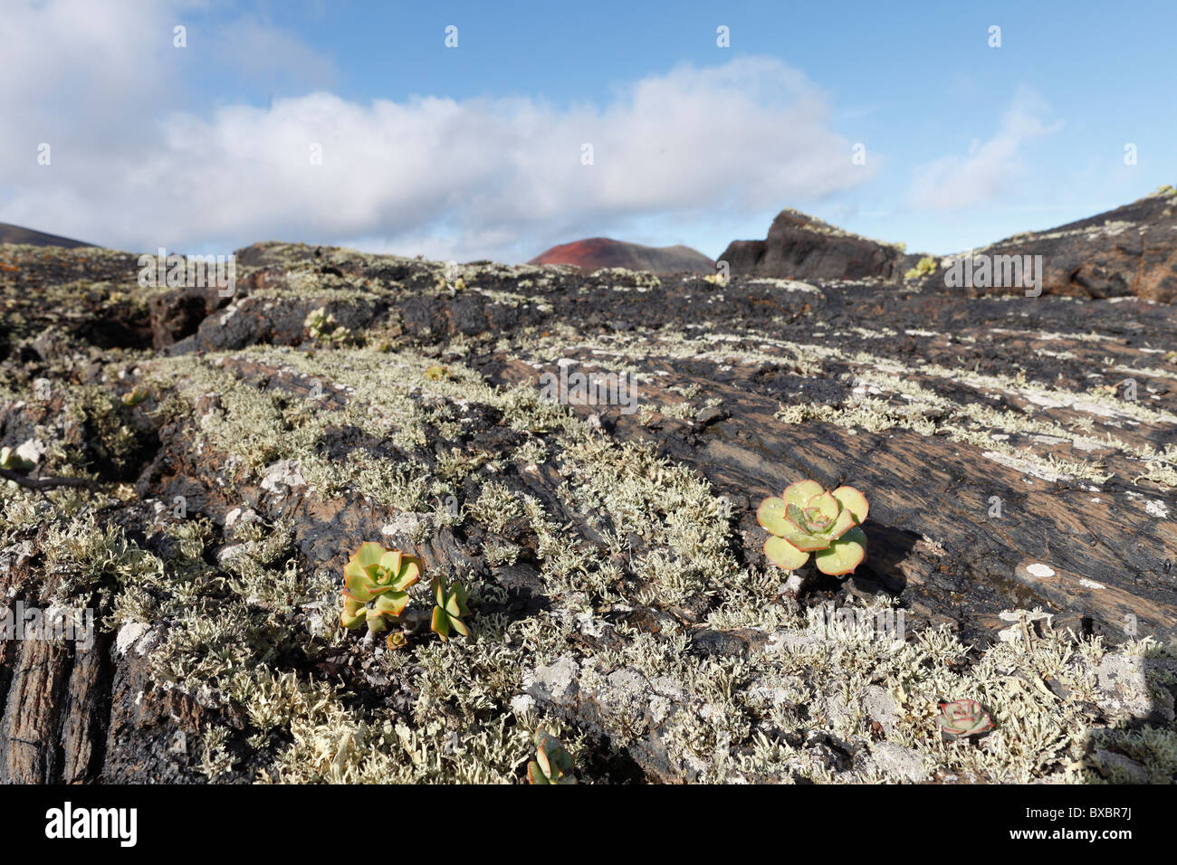 Lava Felsen mit Flechten und Aeonium, Lanzarote, Kanarische Inseln, Spanien, Europa Stockfoto
