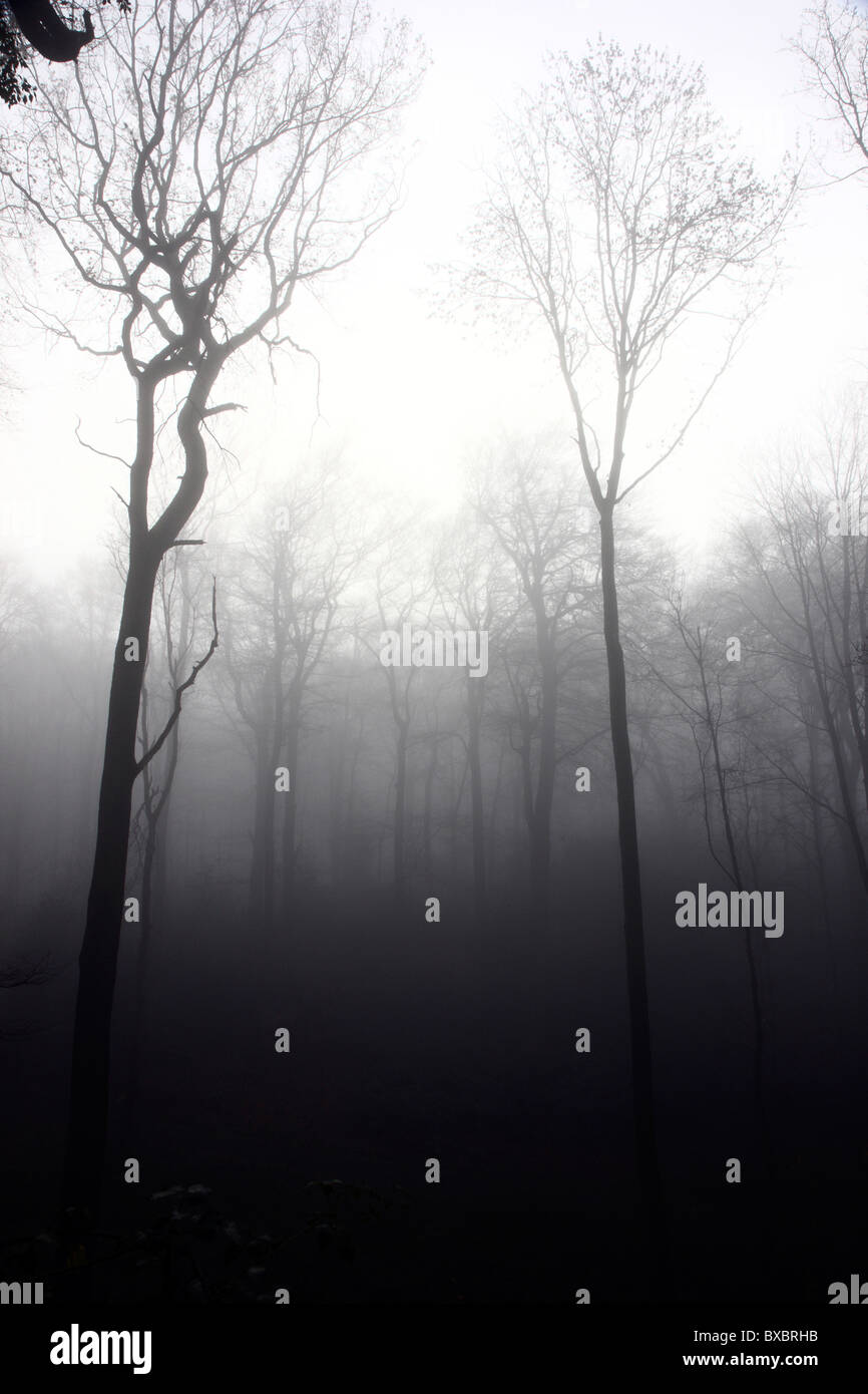 Baum, ohne Blätter, Blad, im Herbst, dicken Nebel. Stockfoto