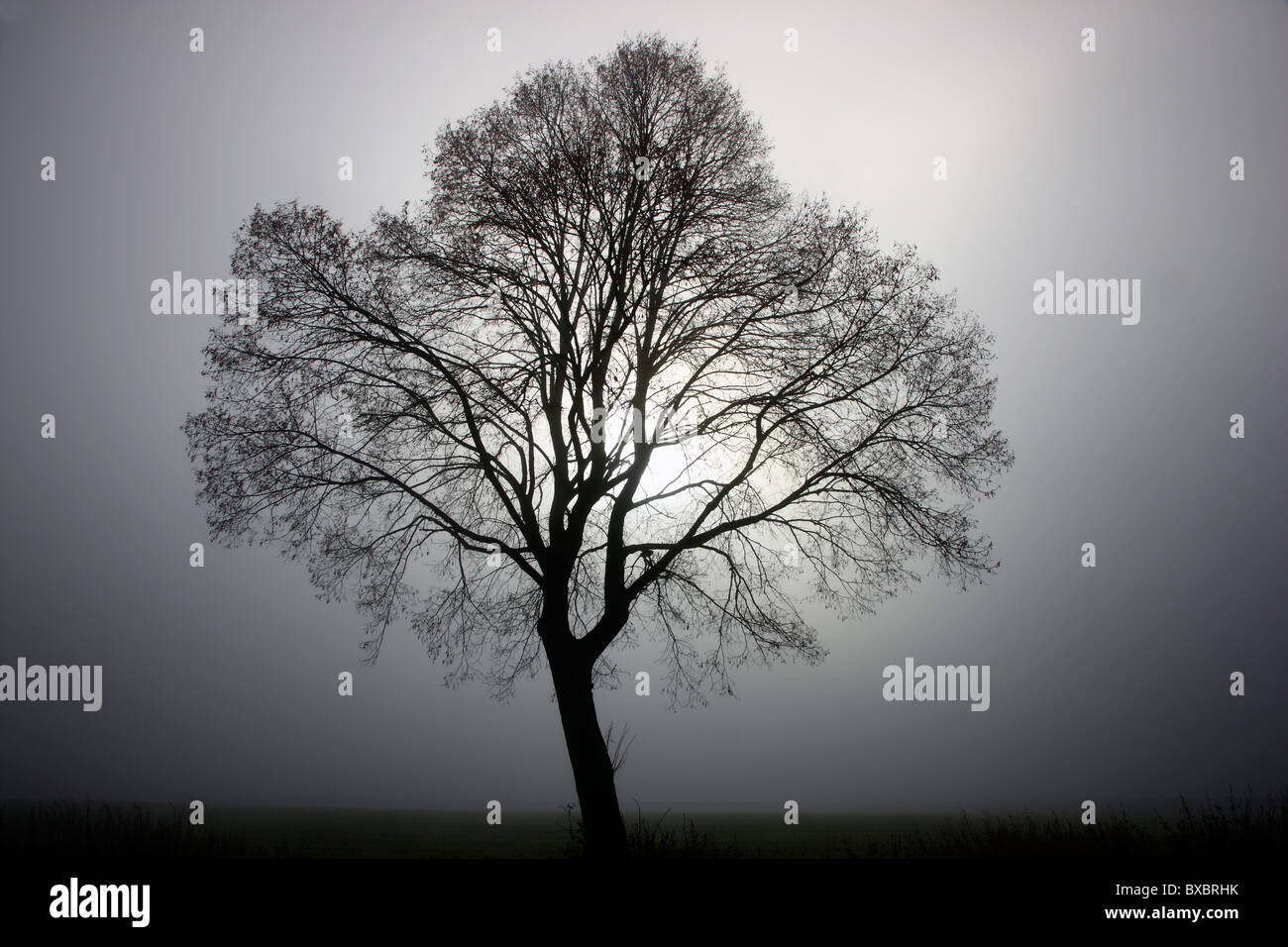 Baum, ohne Blätter, Blad, im Herbst, dicken Nebel. Stockfoto