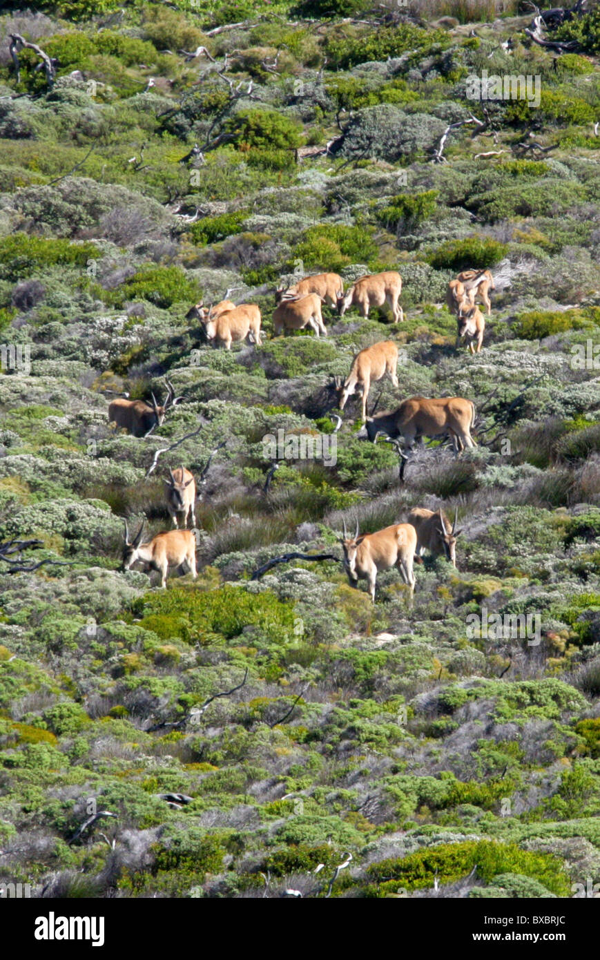 Eine große Herde von 15 gemeinsame oder südlichen Eland, Tauro Oryx, am Cape Point, Cape Peninsular, Südafrika. Stockfoto