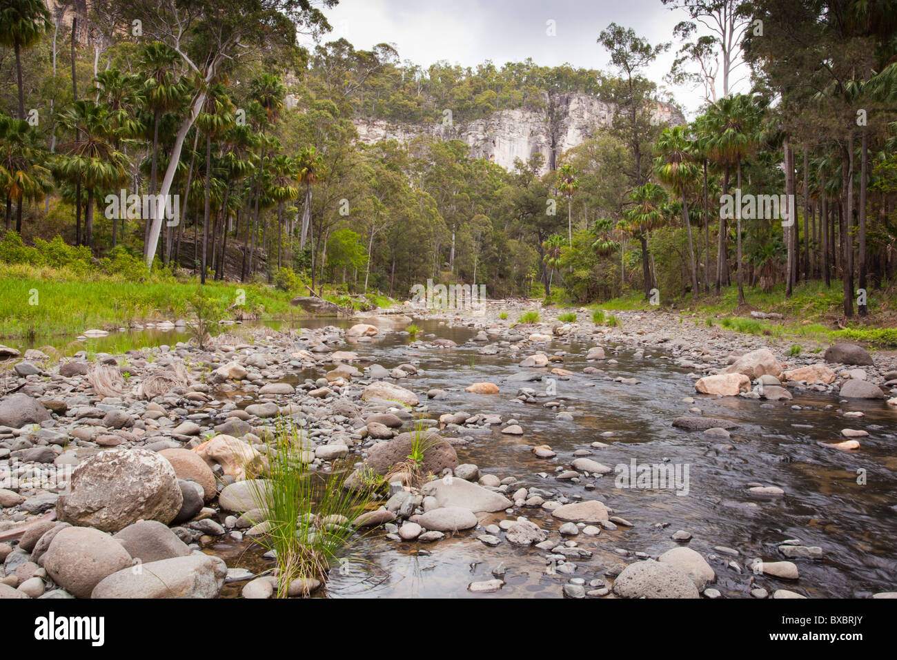 Carnarvon Creek in Carnarvon Gorge, Carnarvon National Park, Injune, Queensland Stockfoto