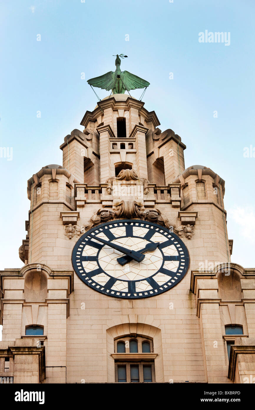 Leber ein Vogel auf dem Uhrturm in Liverpool. Stockfoto