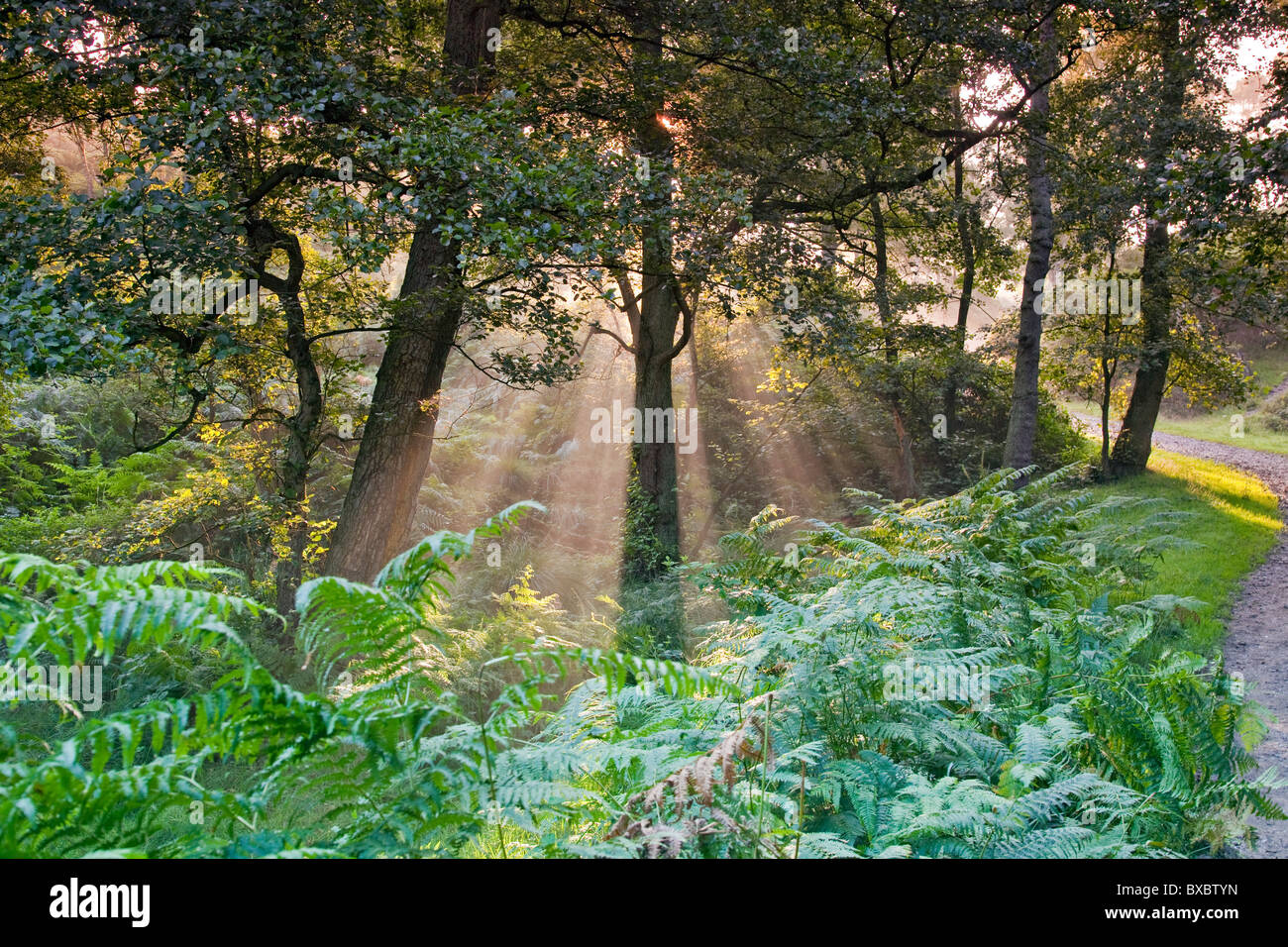 Nebel hängt unter Bäumen am frühen Morgensonne in Sherbrooke Tal Spätsommer Cannock Chase Country Park AONB (Bereich des herausragenden na Stockfoto