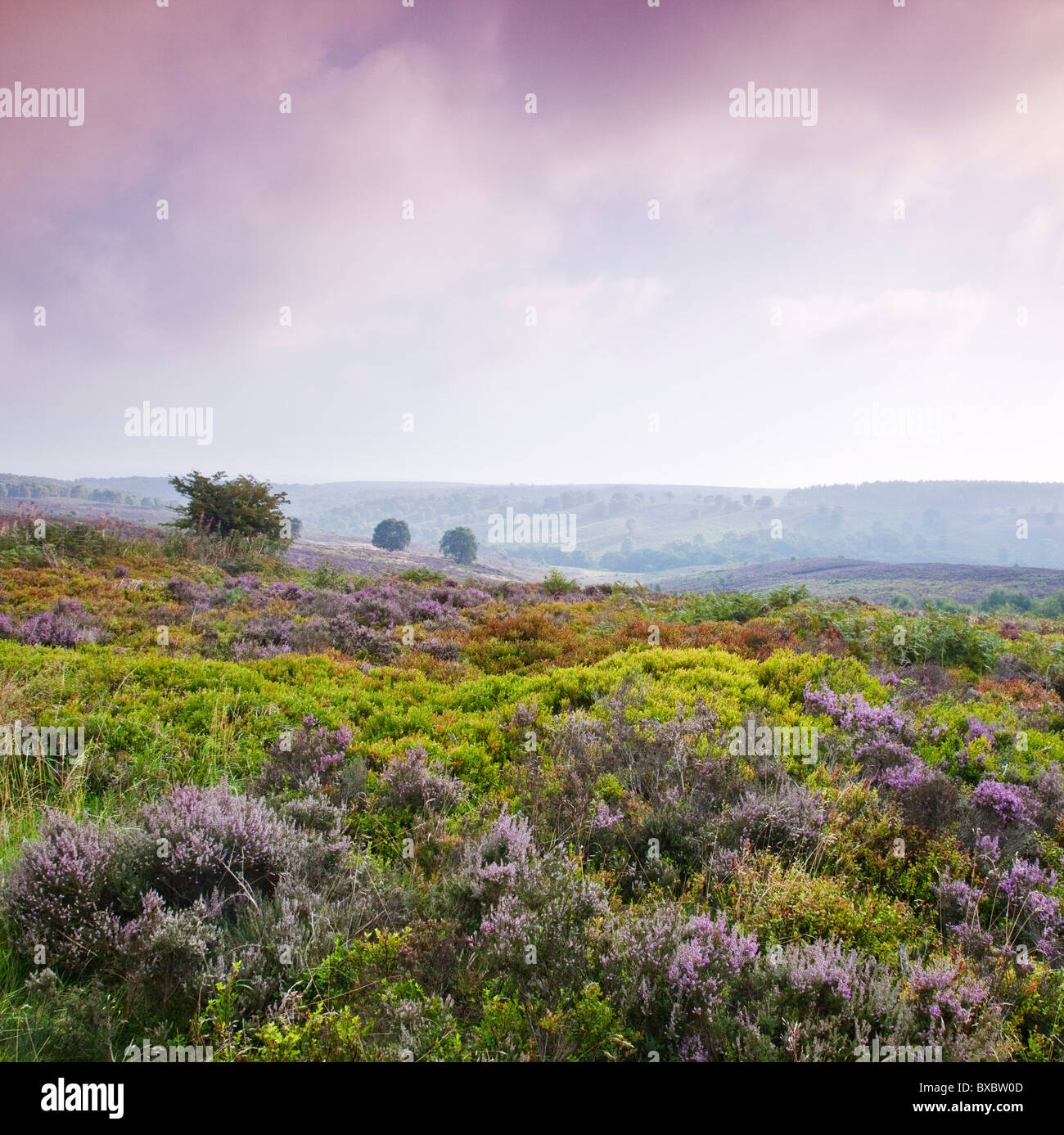 Heather Bilbury Heathland im Spätsommer Cannock Chase Country Park AONB (Gebiet von außergewöhnlicher natürlicher Schönheit) Stockfoto