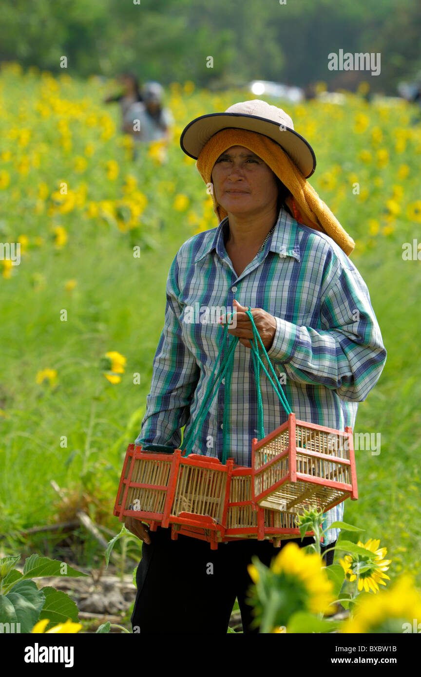 Thai Dame verkaufen Käfig Vögel für Verdienst machen, die Sonnenblumen Flields, Lopburi, Zentral-Thailand veröffentlicht werden soll Stockfoto