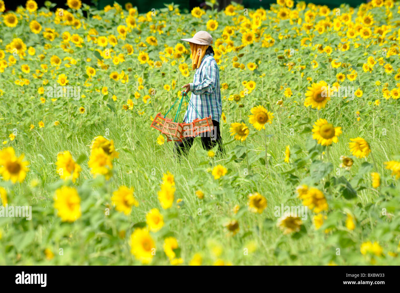 Thai Dame Vögel im Käfig zu verkaufen für Verdienst machen, die Sonnenblume Flields, Lopburi, Zentral-Thailand veröffentlicht werden soll Stockfoto