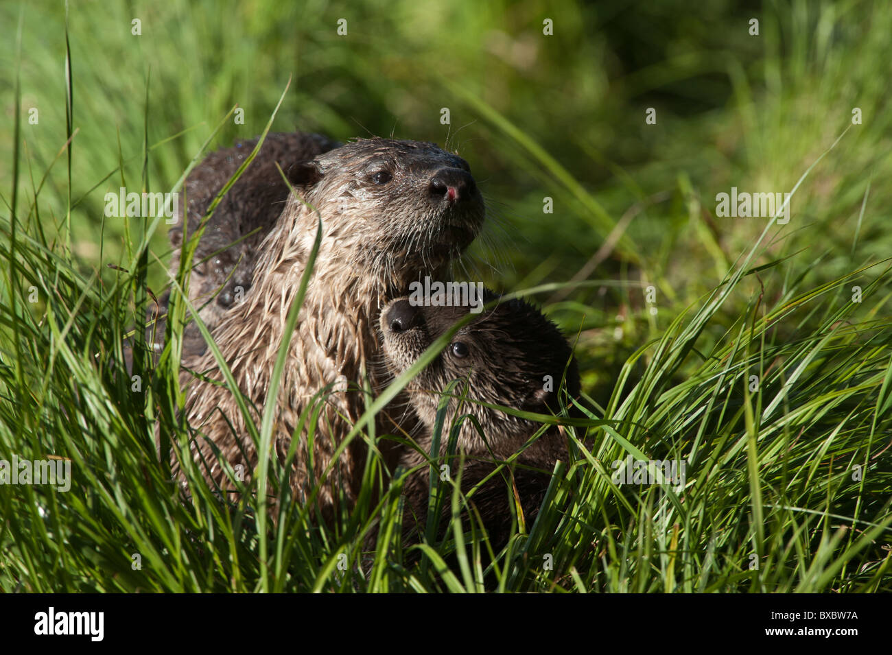 Northern River Otter Pup sucht nach Reste der Forelle, die seine Mutter zuvor gefangen. Stockfoto