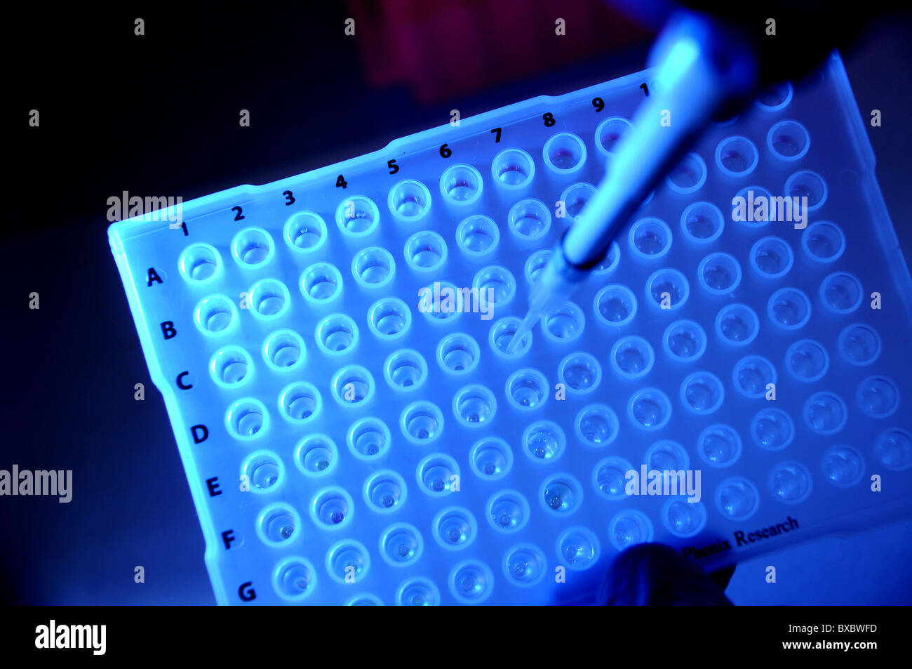 Forschung nach Medikamenten zur Behandlung von Krebs und Parkinson. Stockfoto