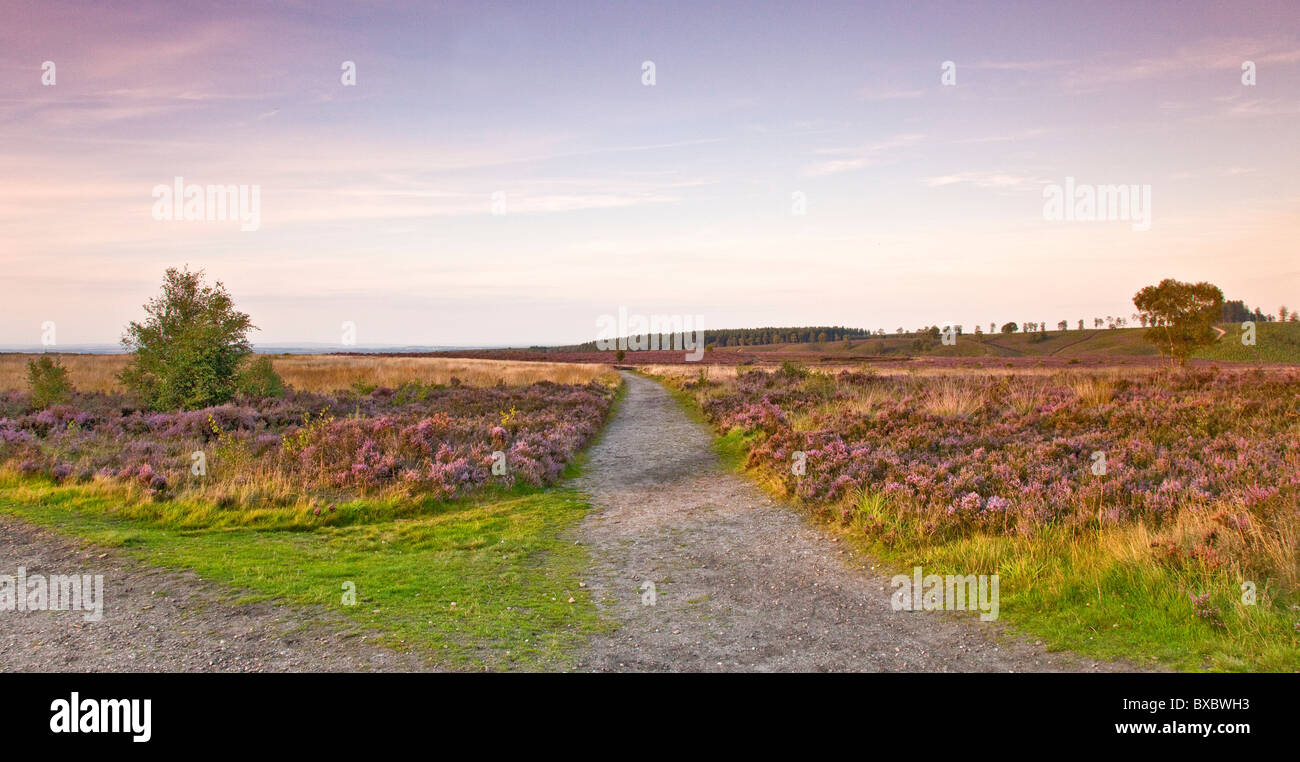 Weg über ausgedehnte Heidelandschaft im Spätsommer Cannock Chase Country Park (Gebiet von außergewöhnlicher natürlicher Schönheit) Stockfoto