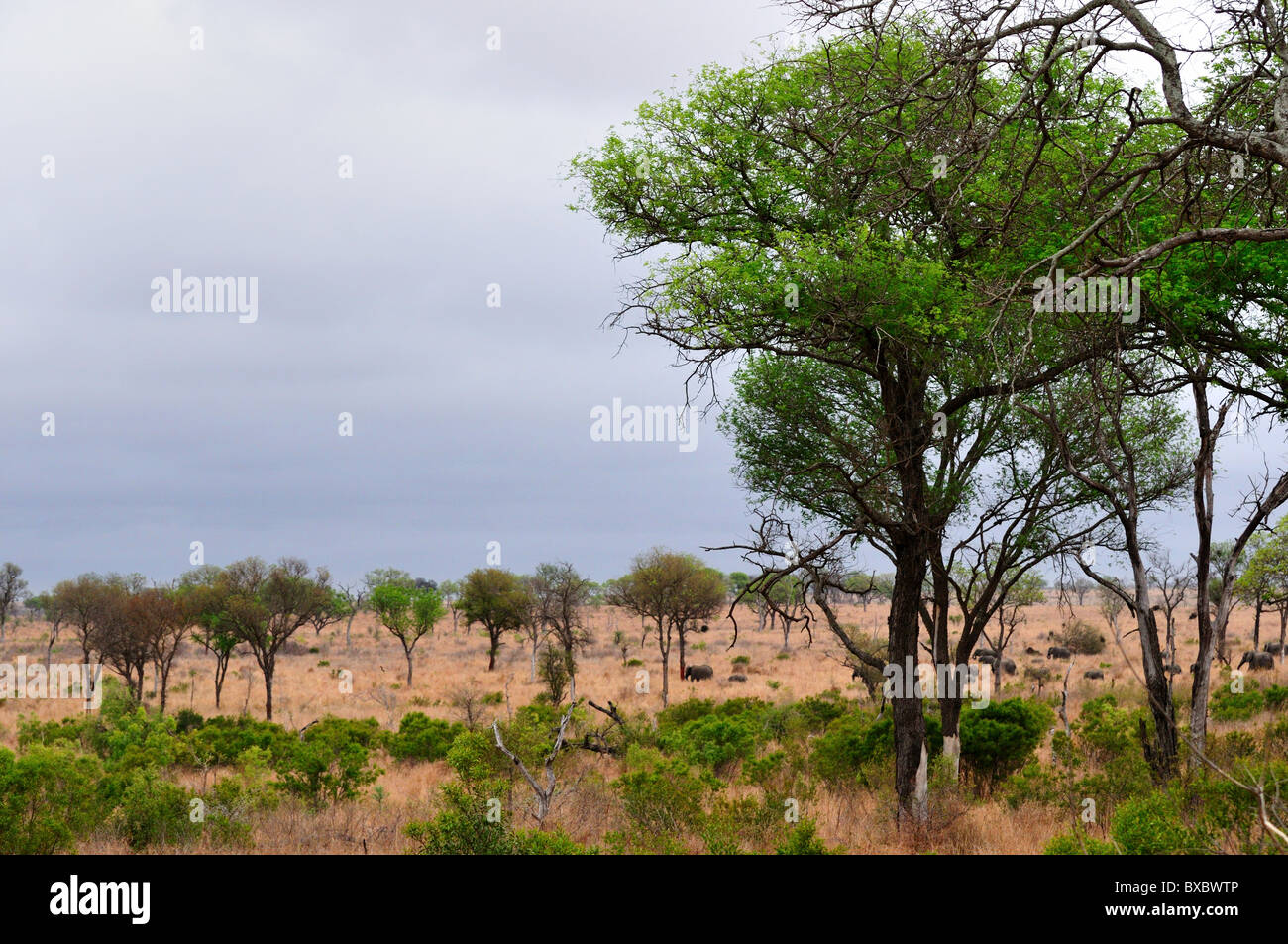 Eine Herde Elefanten entsprechen in der afrikanischen Savanne. Kruger National Park, Südafrika. Stockfoto