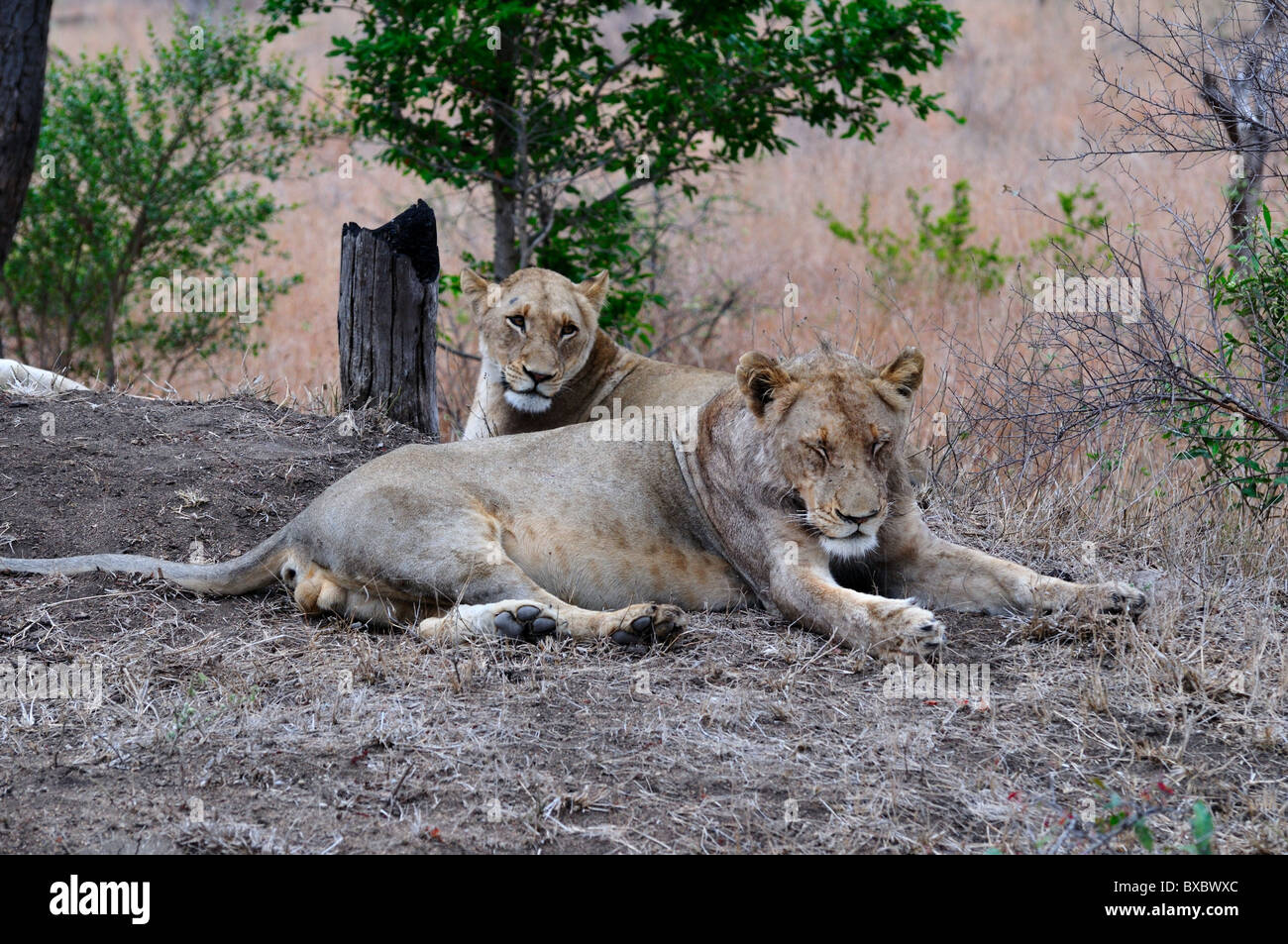 Ein paar junge Erwachsene Löwen. Kruger National Park, Südafrika. Stockfoto