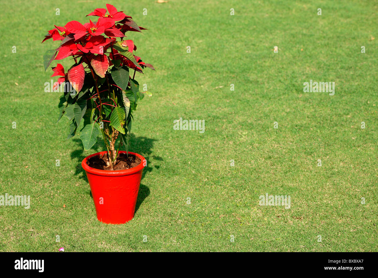 Eine rote Blumentopf im grünen Rasen Stockfoto