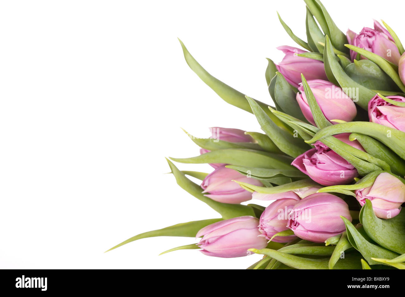 schöne Tulpen Stockfoto