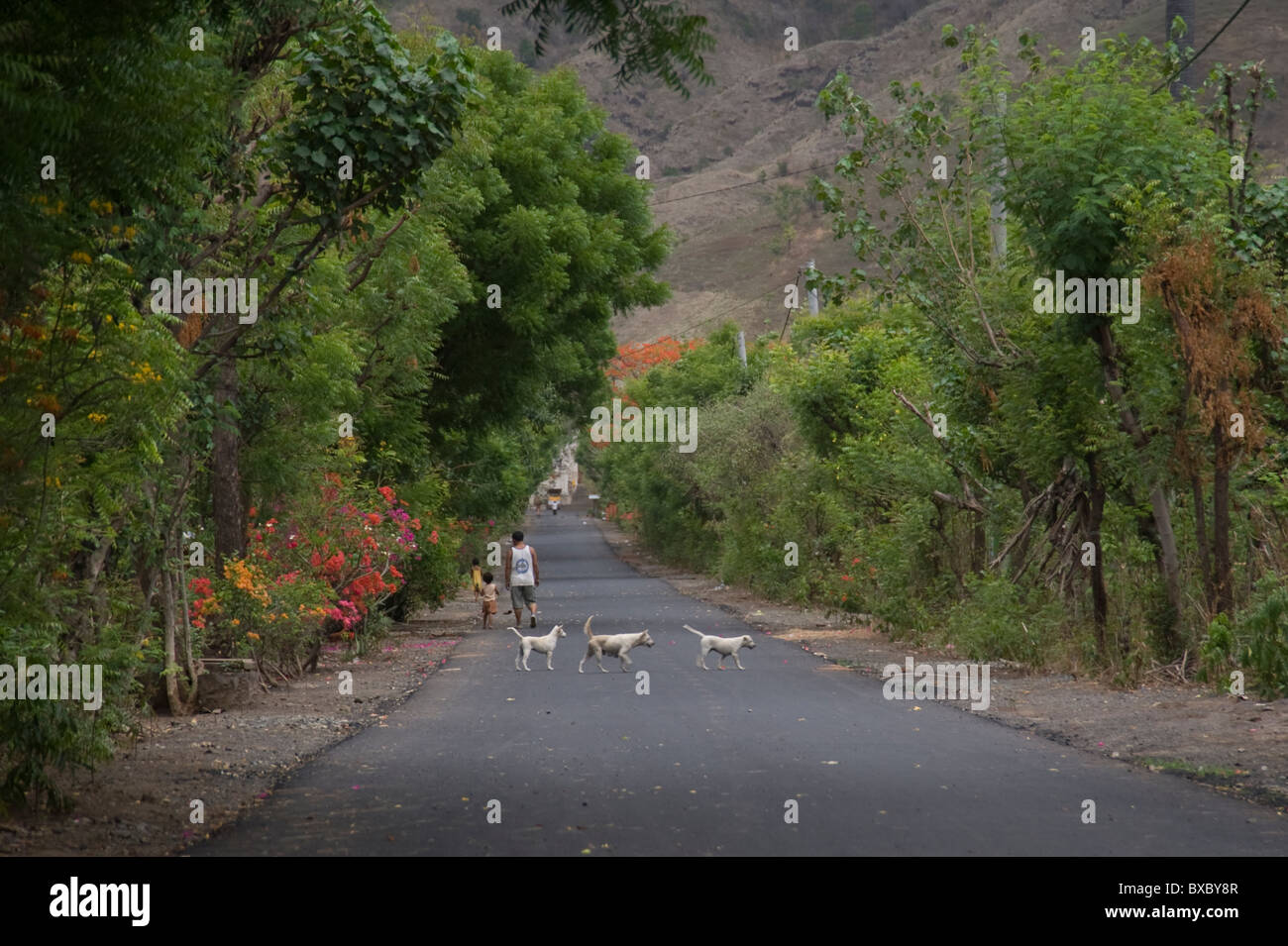 Hunde und Menschen auf der Fahrbahn in Bali Stockfoto