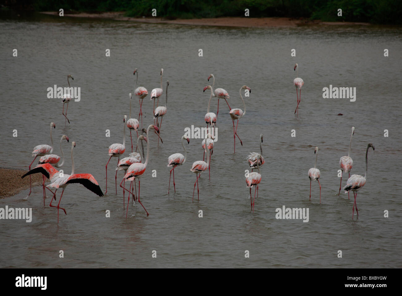 Flamingo Vögel Stockfoto