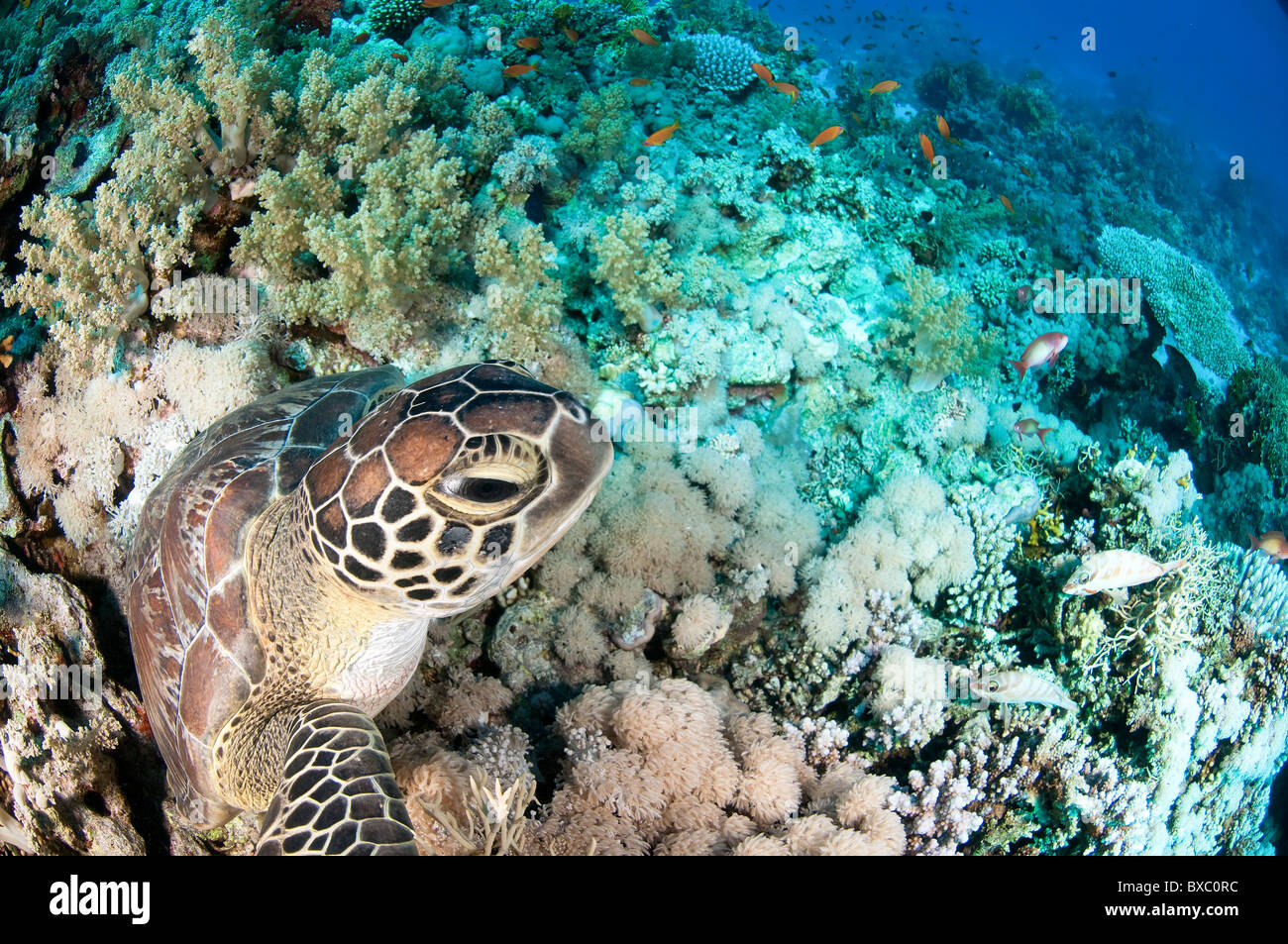 Grüne Meeresschildkröte (Chelonia Mydas) schwimmen. Grüne Meeresschildkröten sind in warmen tropischen Gewässern gefunden. Sie sind Pflanzenfresser, Stockfoto
