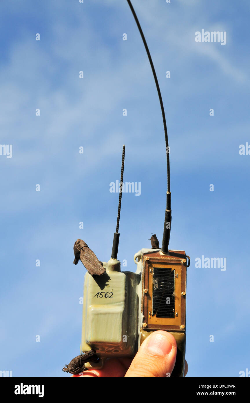 GPS-Tracker sind auf Pelikane vor Veröffentlichung zurück zur Natur montiert werden Stockfoto