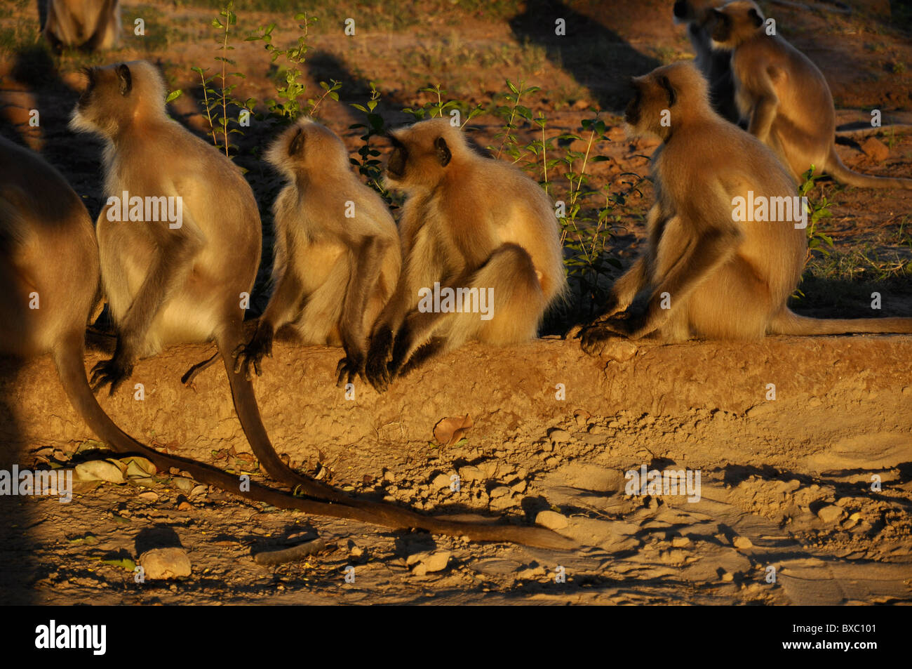 Schwarzes Gesicht indischen Monkey (Languren) Stockfoto