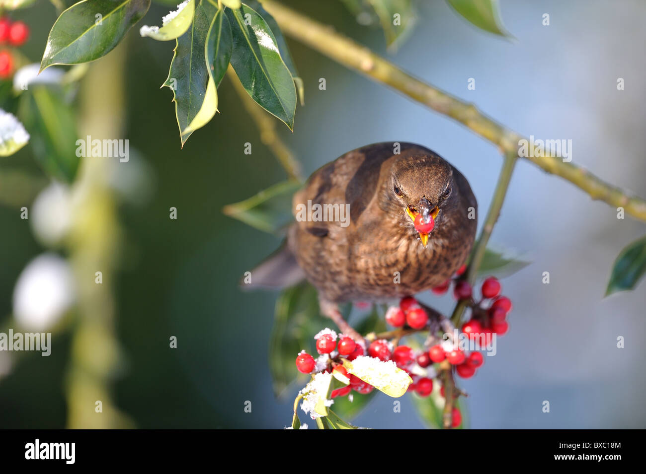 Eurasische Amsel - Amsel (Turdus Merula) weibliche Essen Beeren der  Stechpalme (Ilex Aquifolium) im winter Stockfotografie - Alamy