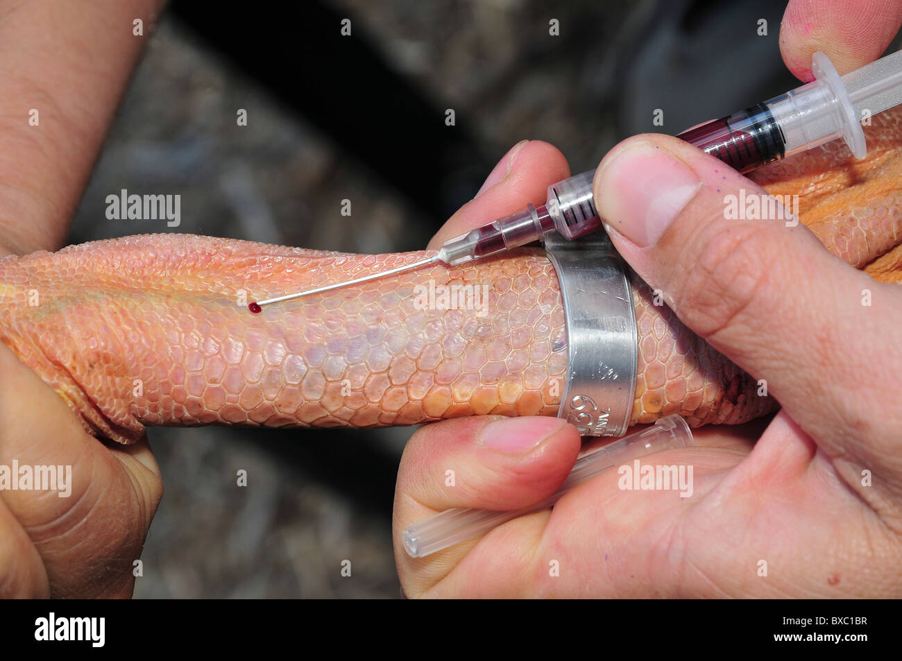 Beringter großen weißen Pelikan (Pelecanus Onocrotalus) erfährt eine Blutuntersuchung vor der Veröffentlichung zurück zur Natur. Stockfoto