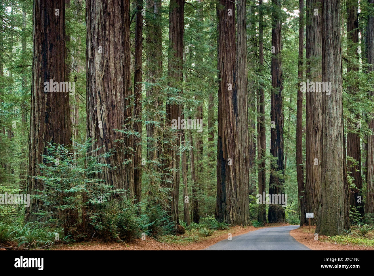 Redwood-Bäume am Rockefeller Wald im Humboldt Redwoods State Park in der Nähe von Albee Creek Campground, Kalifornien, USA Stockfoto