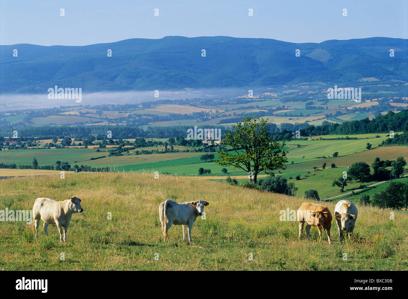 Montagne Noire (schwarzer Berg), Castres Region, Tarn, Frankreich Stockfoto