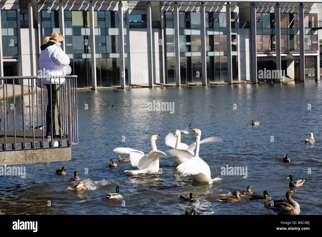 Frau, Fütterung der Vögel im Hintergrund Rathaus von Reykjavik. Tjörnin-Sees, Innenstadt von Reykjavik, Island. Stockfoto