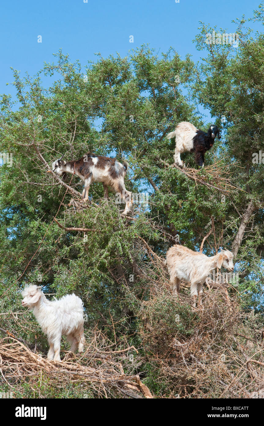 Mehrere Ziegen Klettern Arganbäume in westlichen Marokko, Nordafrika. Stockfoto