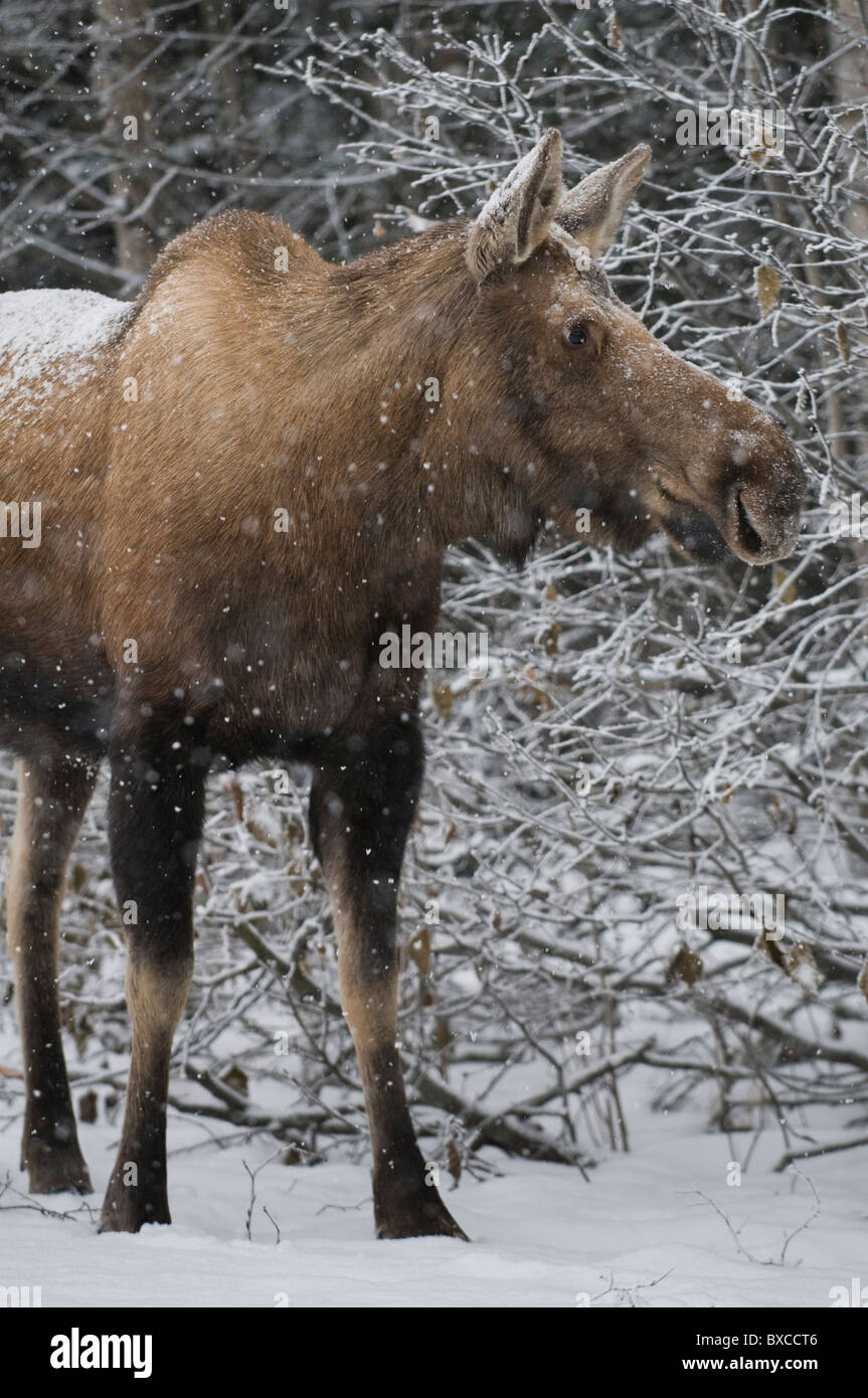 Ein Elch surft auf Zweigen, während eine frischen Schneedecke bei einem kalten Winter-Nachmittag in Anchorage, Alaska fällt. Stockfoto