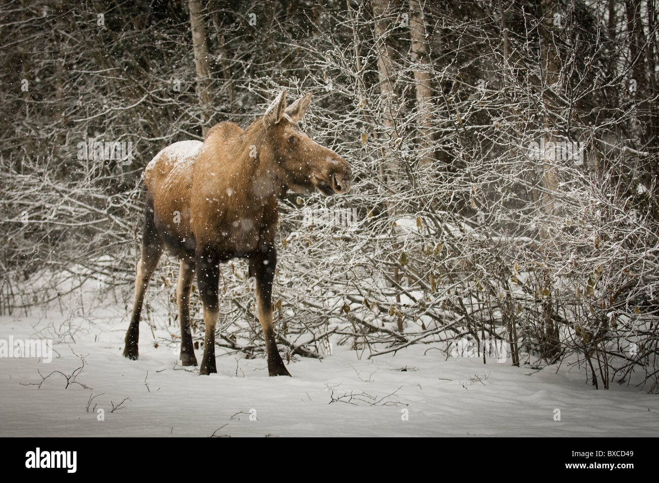 Ein Elch surft auf Zweigen, während eine frischen Schneedecke bei einem kalten Winter-Nachmittag in Anchorage, Alaska fällt. Stockfoto