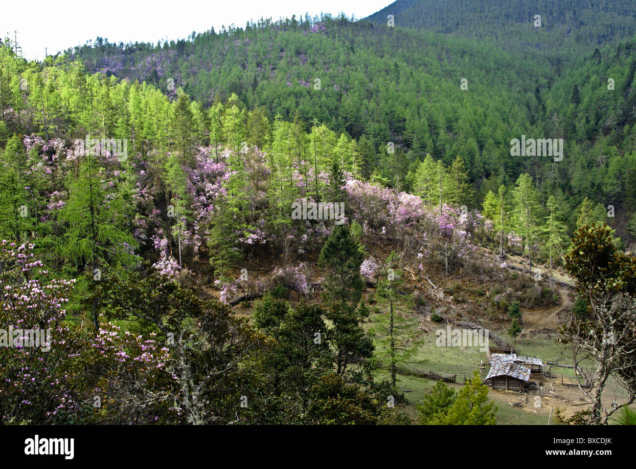 Evergreens und blühenden Rhododendron, Shangri-La, Yunnan, China Stockfoto