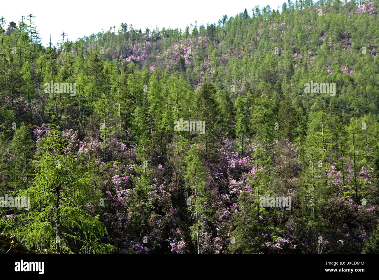 Evergreens und blühenden Rhododendron, Shangri-La, Yunnan, China Stockfoto