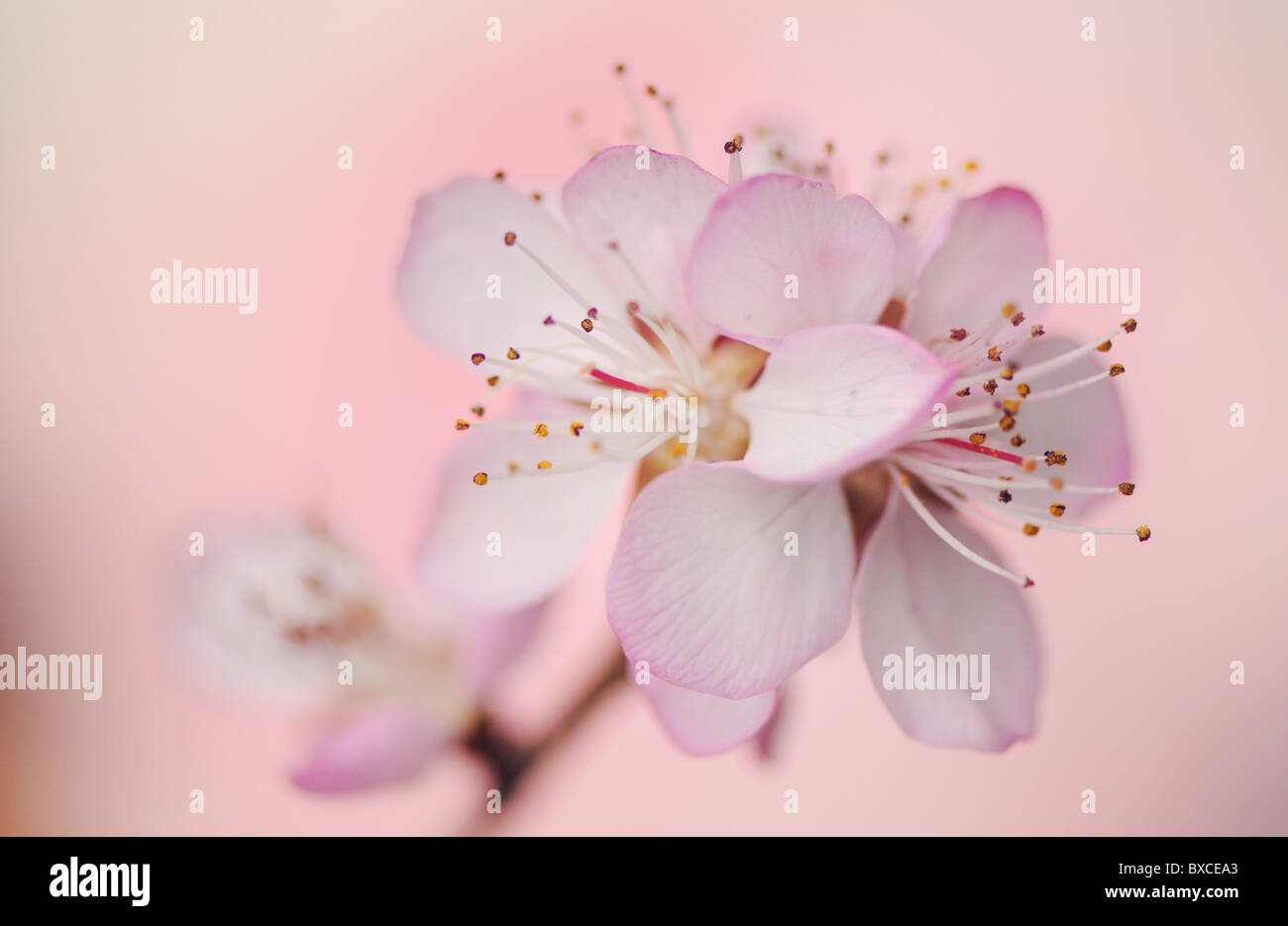 Rosa Kirschblüten Blumen Nahaufnahme Stockfoto