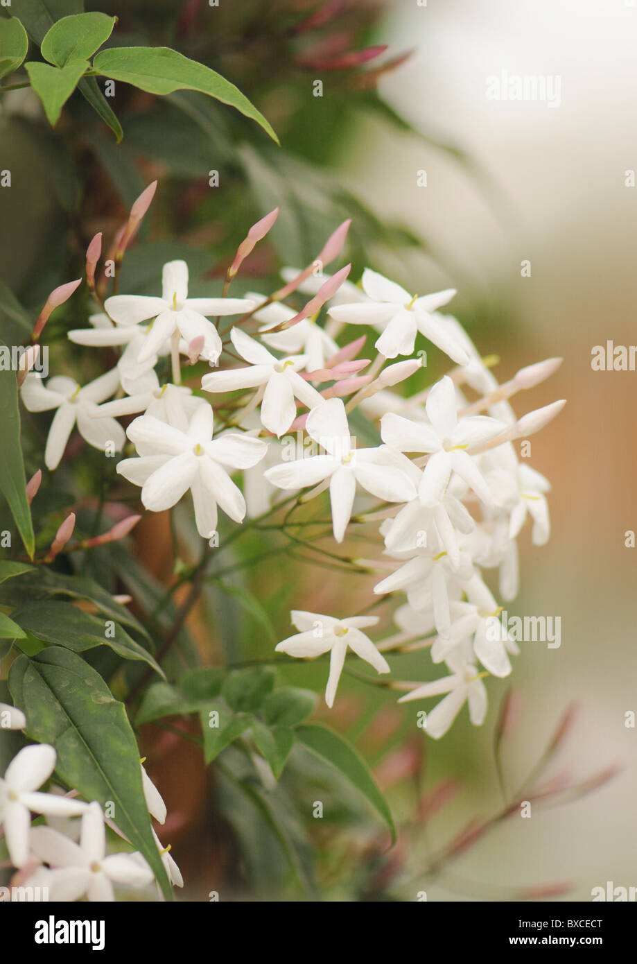 Die zarten weißen Blüten von Jasminum Polyanthum - rosa Jasmin Stockfoto