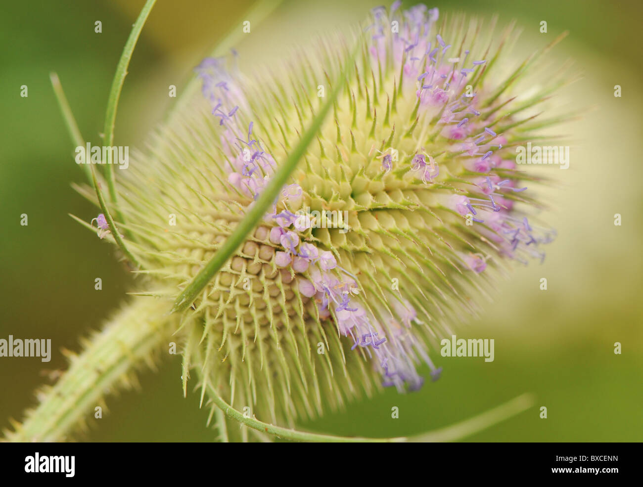 Eine einzelne Karde Blüte - Dipsacus fullonum Stockfoto