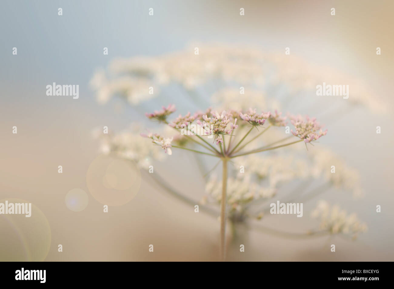Anthriscus Sylvestris - Kuh Petersilie oder Queen Anne es Lace Blumen mit Sun Flare / Lens Flare Stockfoto