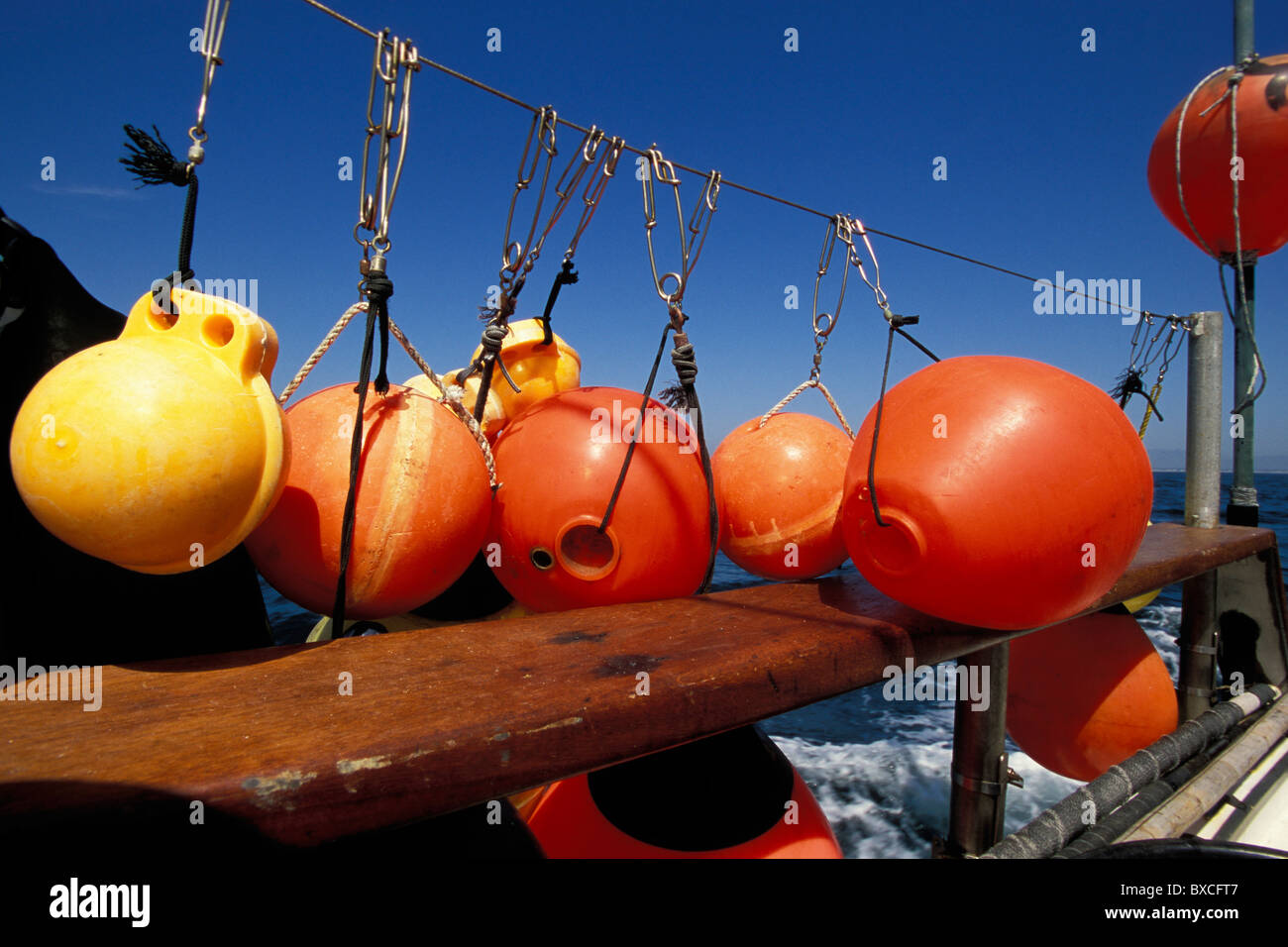 Kommerzielle Langleinenfischerei für Haie, Pazifik Stockfoto