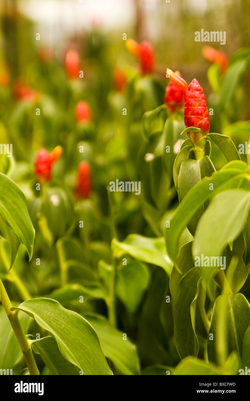 Red tropical ginger flowers leaves Fotos und Bildmaterial in hoher