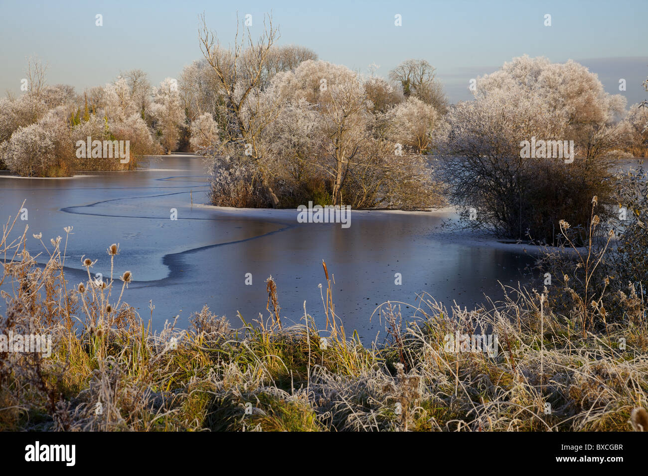 Bäume fallen in Eiskristallen und gefrorenen Angelsee, Bedfordshire, England Stockfoto